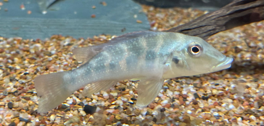 Retroculus lapidifer Cichlid (3-3.5”)