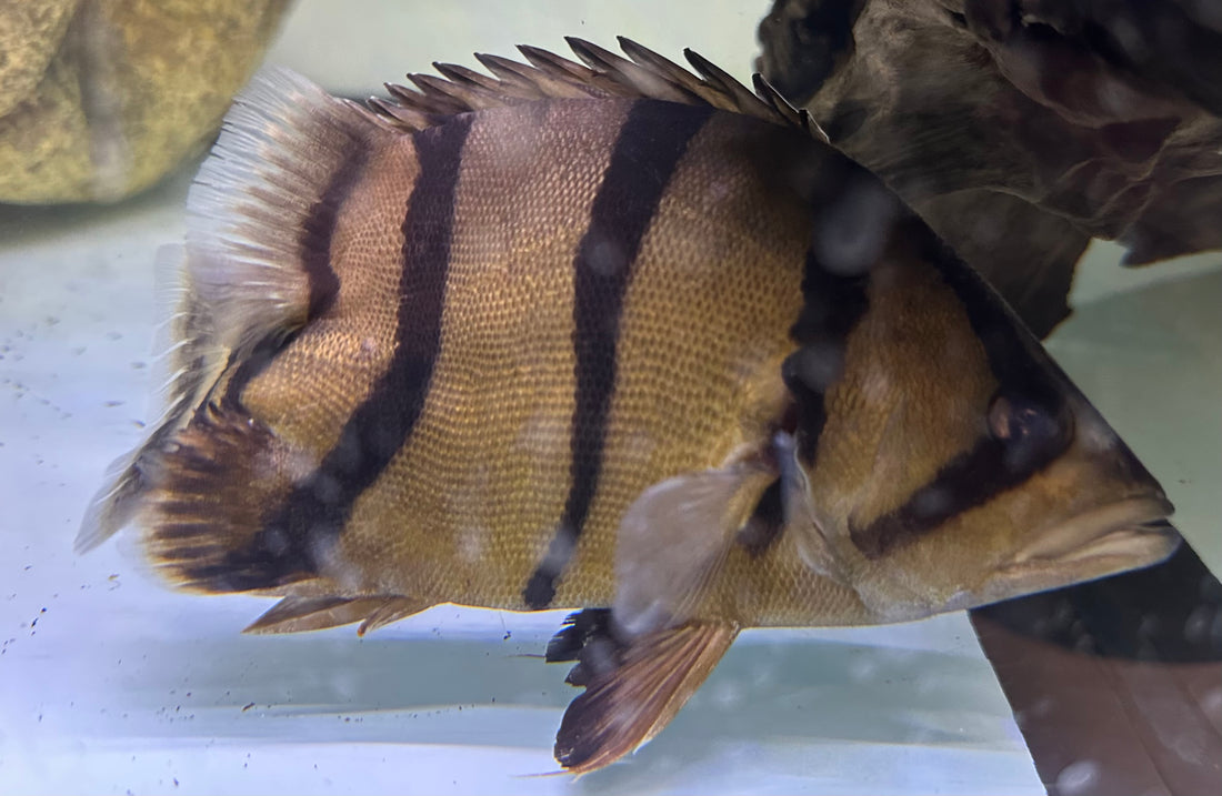 Shortbody Thinbar Datnoid (5.5-6”) 1x Pineye*