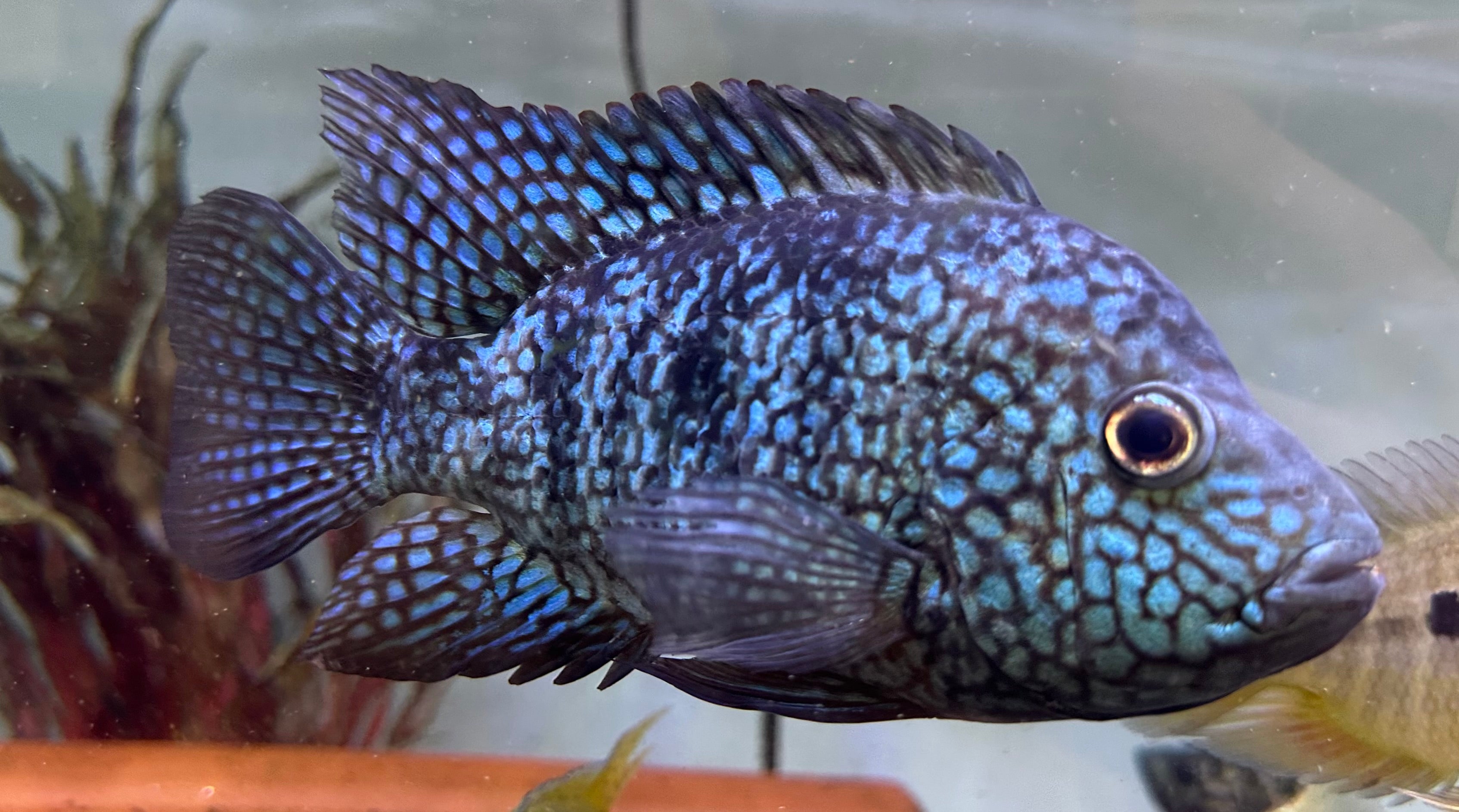 Carpintis Cichlid (6.5”)