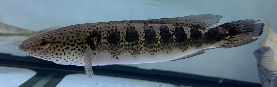 Lenticulated Pike Cichlid (11-12”)