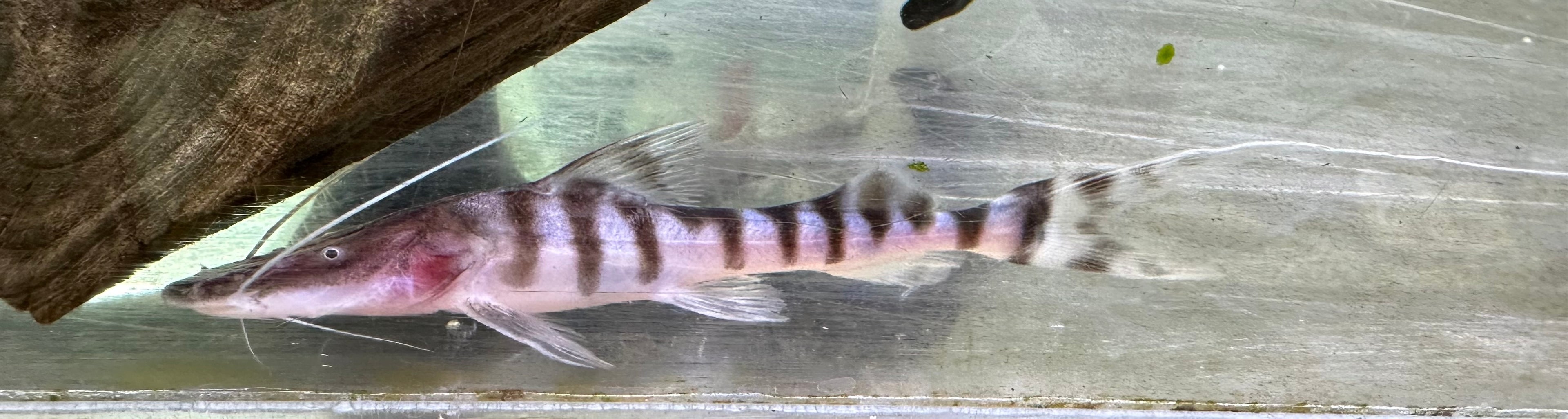 Tigrinus Catfish (3”)