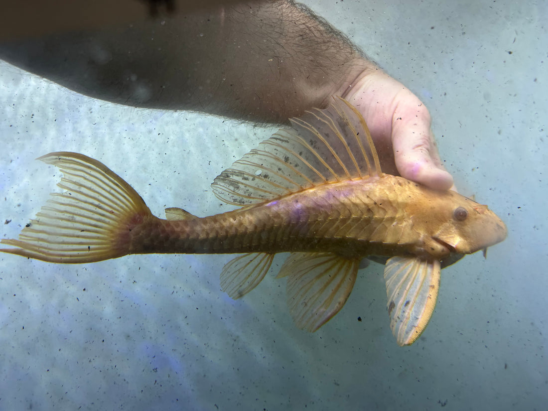 XL Chocolate Pleco (11-12”)