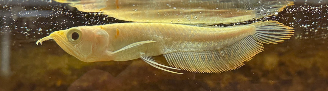 Bebé Albino Plata Arowana (4&quot;)