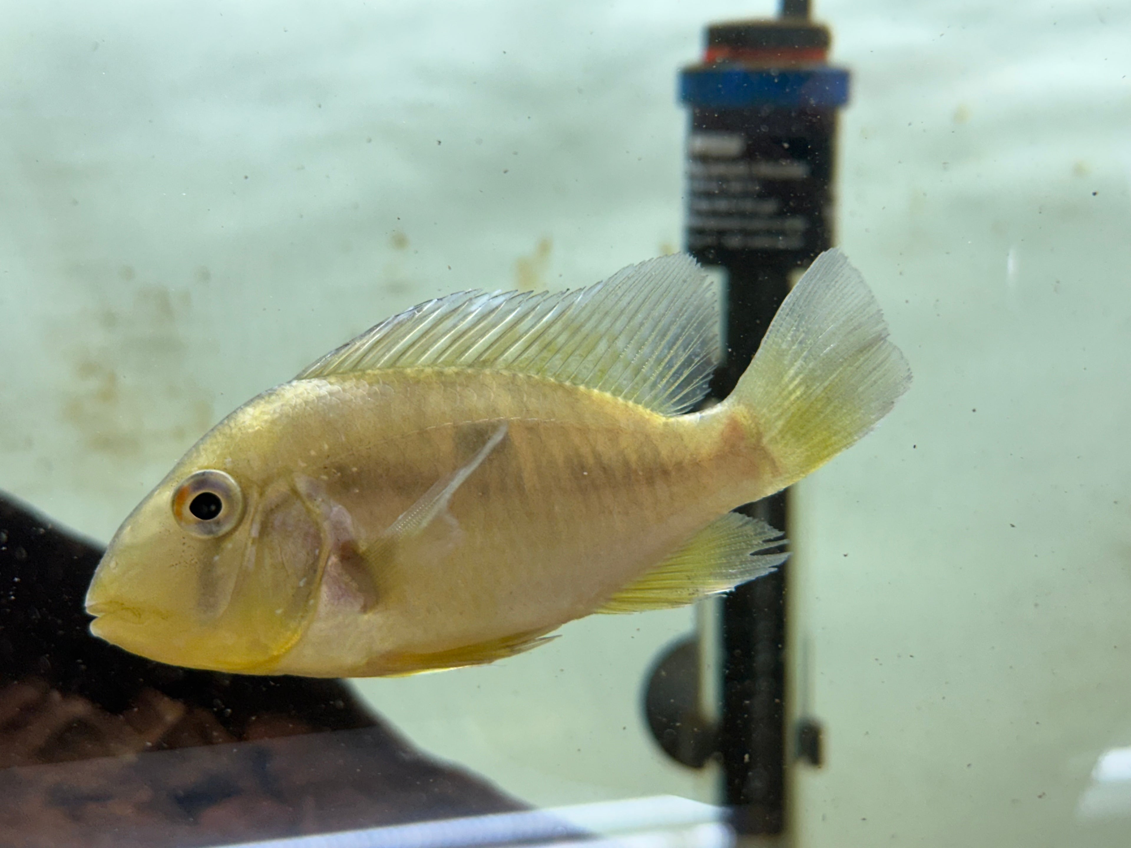 Balzanii Geophagus (3”+)