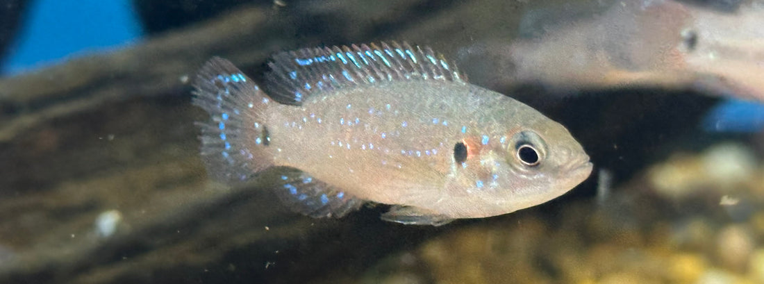 Baby Jewel Cichlid (1-1.5”)