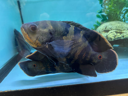 Jumbo Bumblebee Oscar (9-10”)