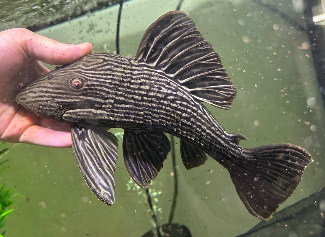 XL L027 Royal Pleco Araguaiae (11-12”)