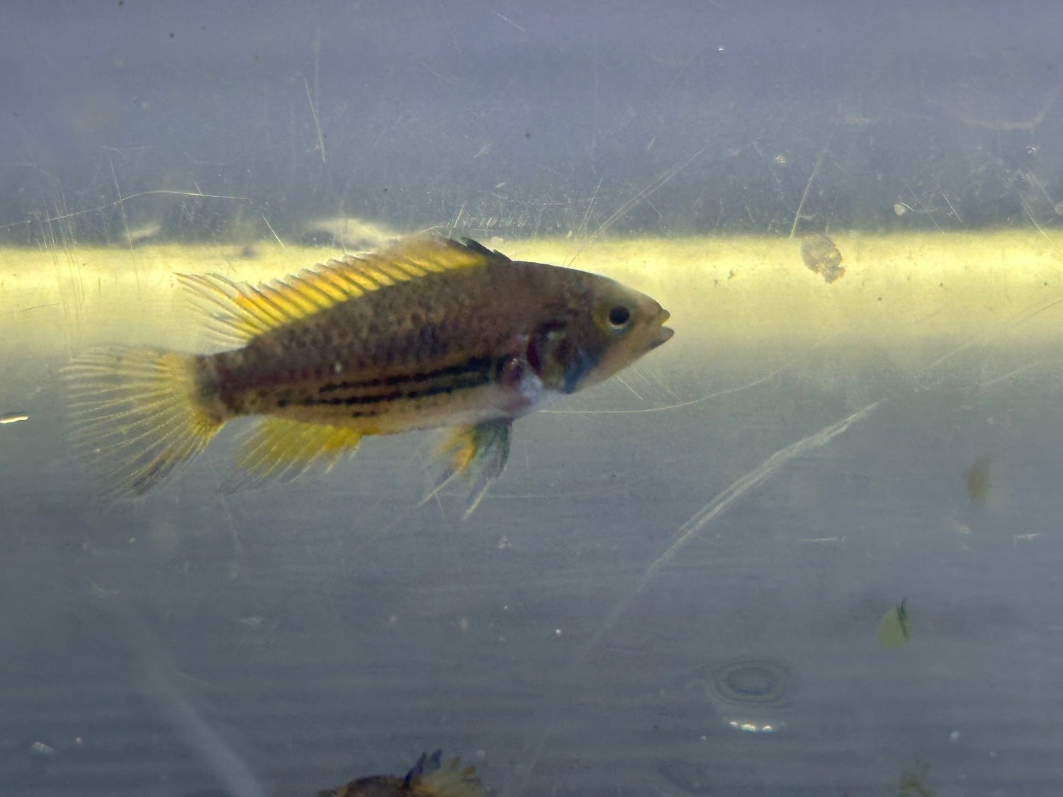 Cockatoides Apisto Pair (1.25-1.5”)