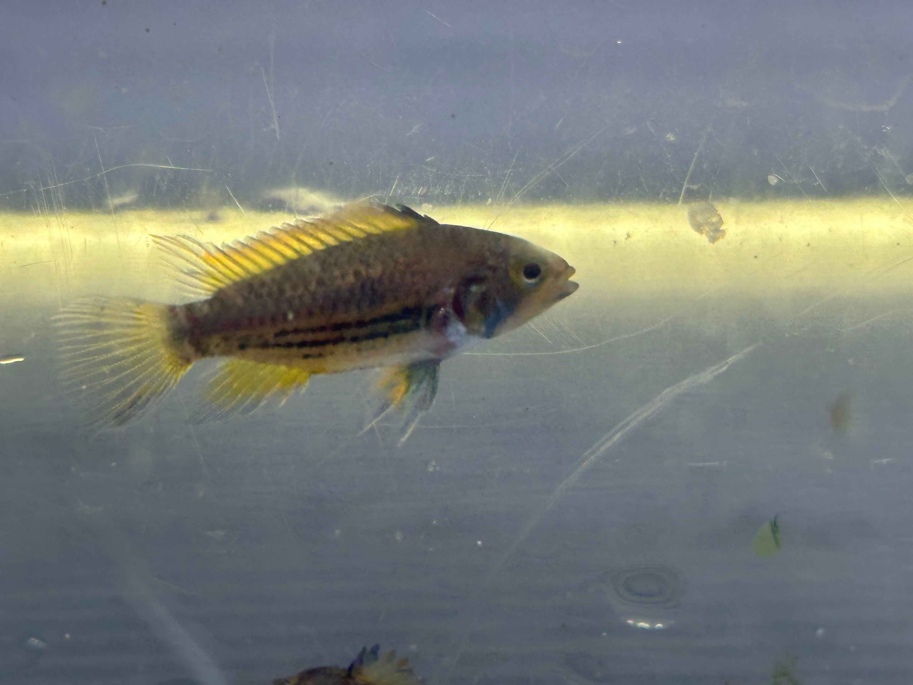 Cockatoides Apisto Pair (1.25-1.5”)