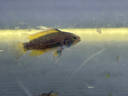 Cockatoides Apisto Pair (1.25-1.5”)