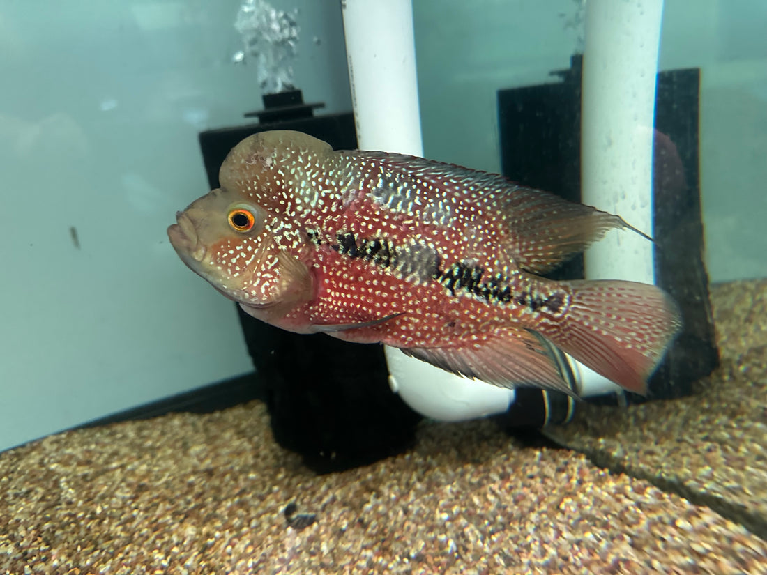 LARGE Flowerhorn (6-7”)