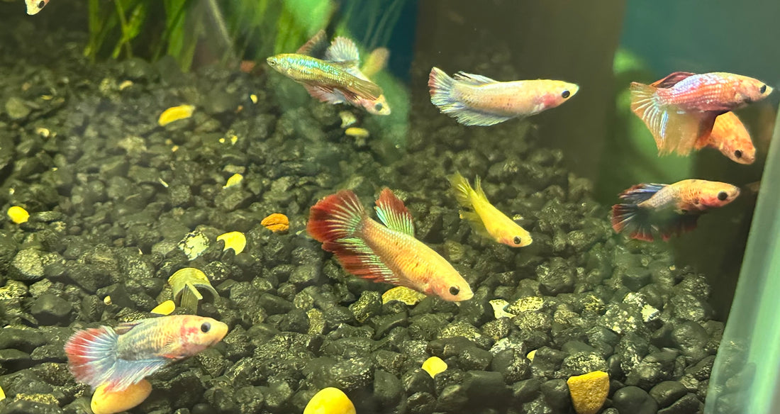 Female Betta (2”)