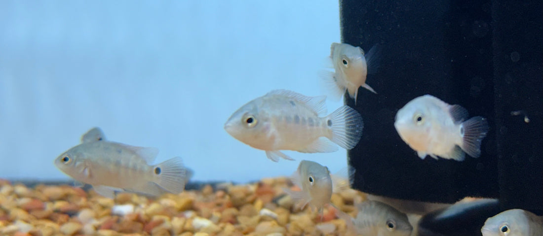 Red Terror Cichlid (1.5”)