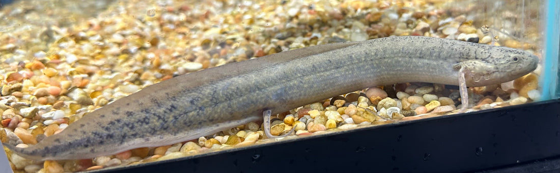 African Lungfish (8-9”)