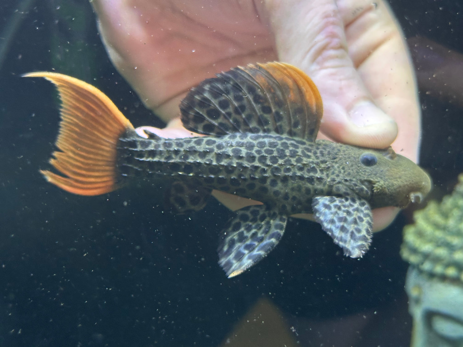 L600 Leopard Cactus Pleco (3.5-4”)