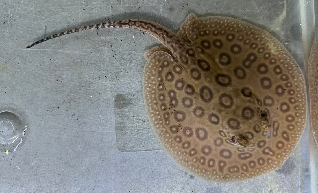 Pearl Stingray (Female 5.5”)