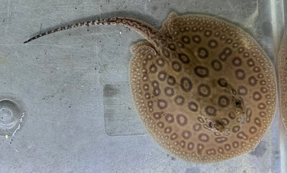 Pearl Stingray (Female 5.5”)