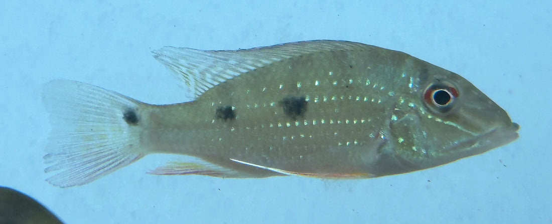 Daemon Geophagus (2.5”)