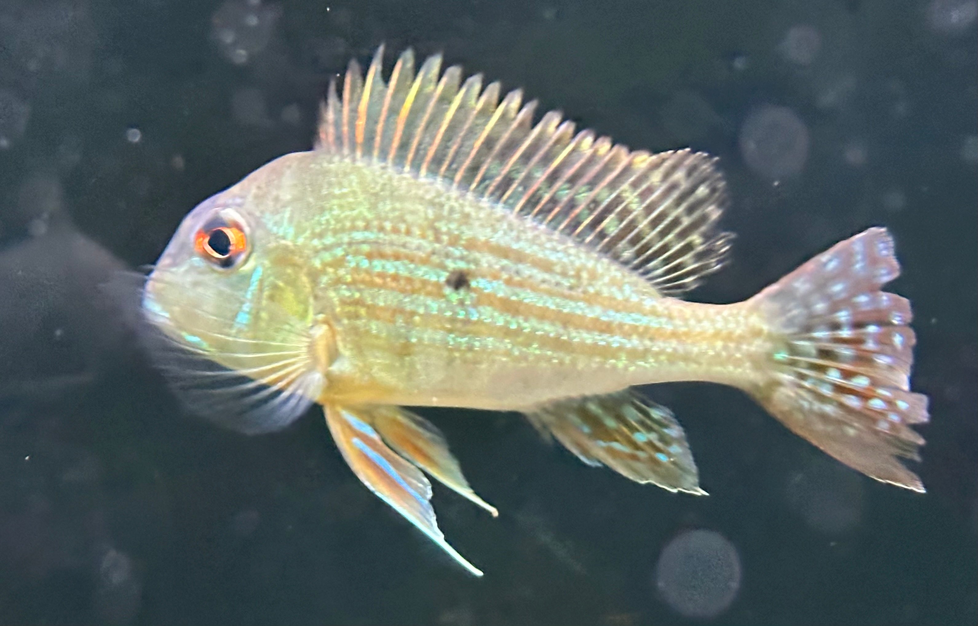 Large Surinamensis Geophagus (4.5-5”)