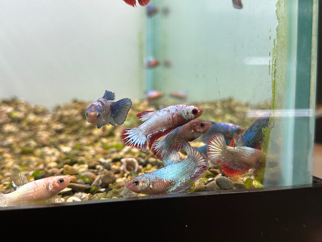 Female Betta (2”)