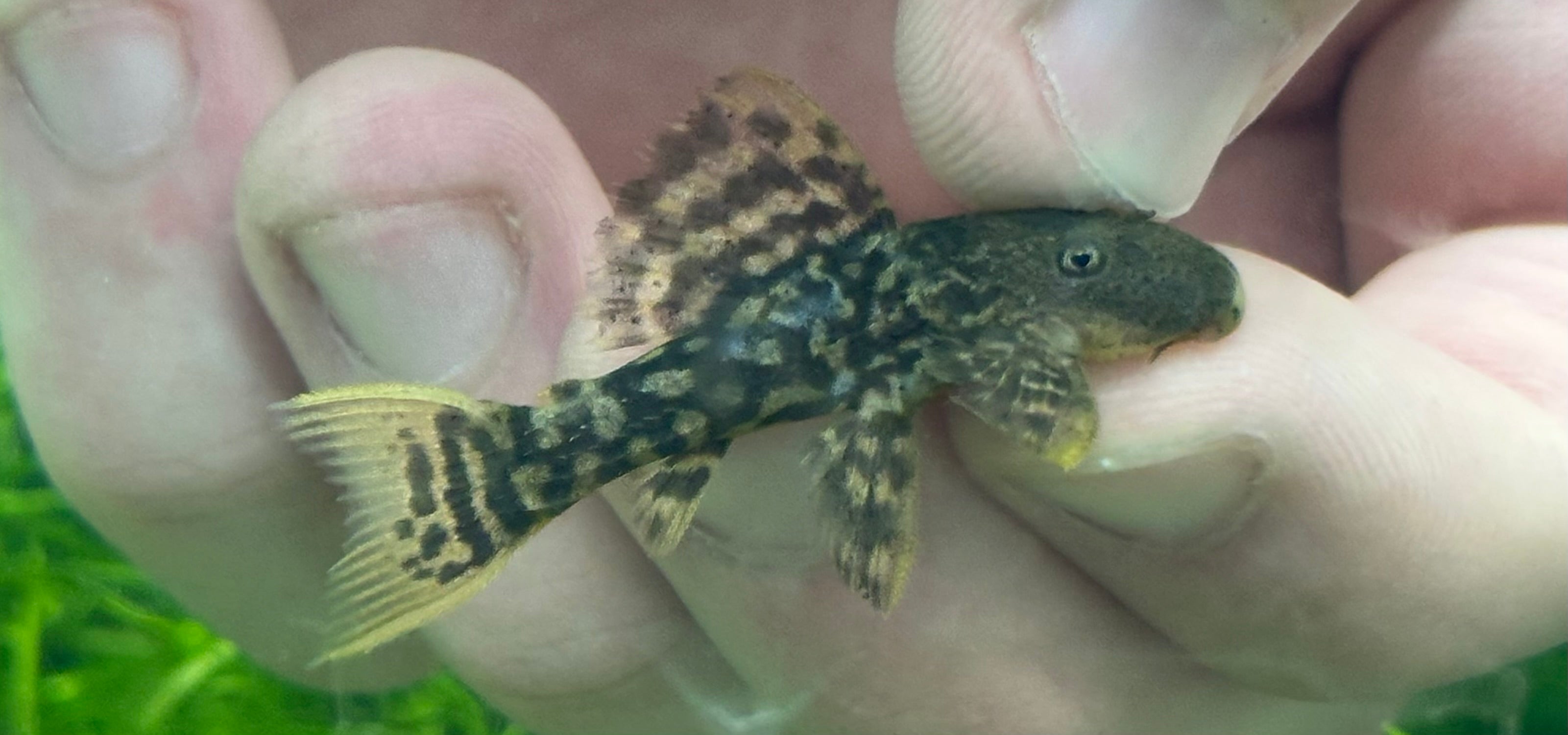 Baby L024 Redfin Cactus Pleco (1-1.25”)