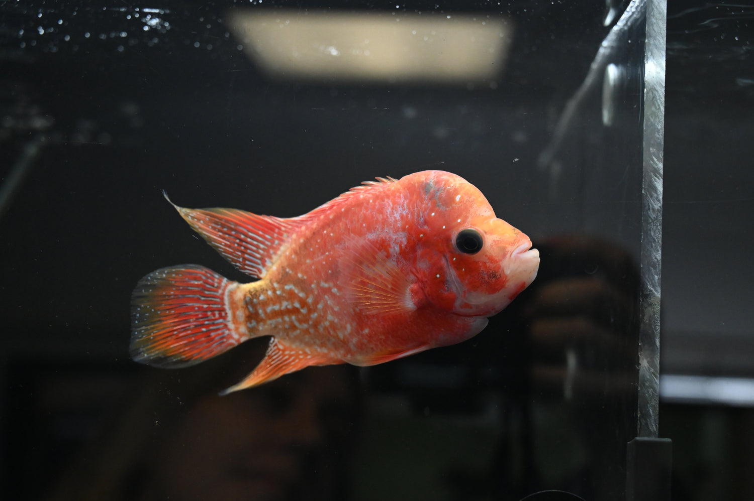 Goldenbase Flowerhorn (4”)