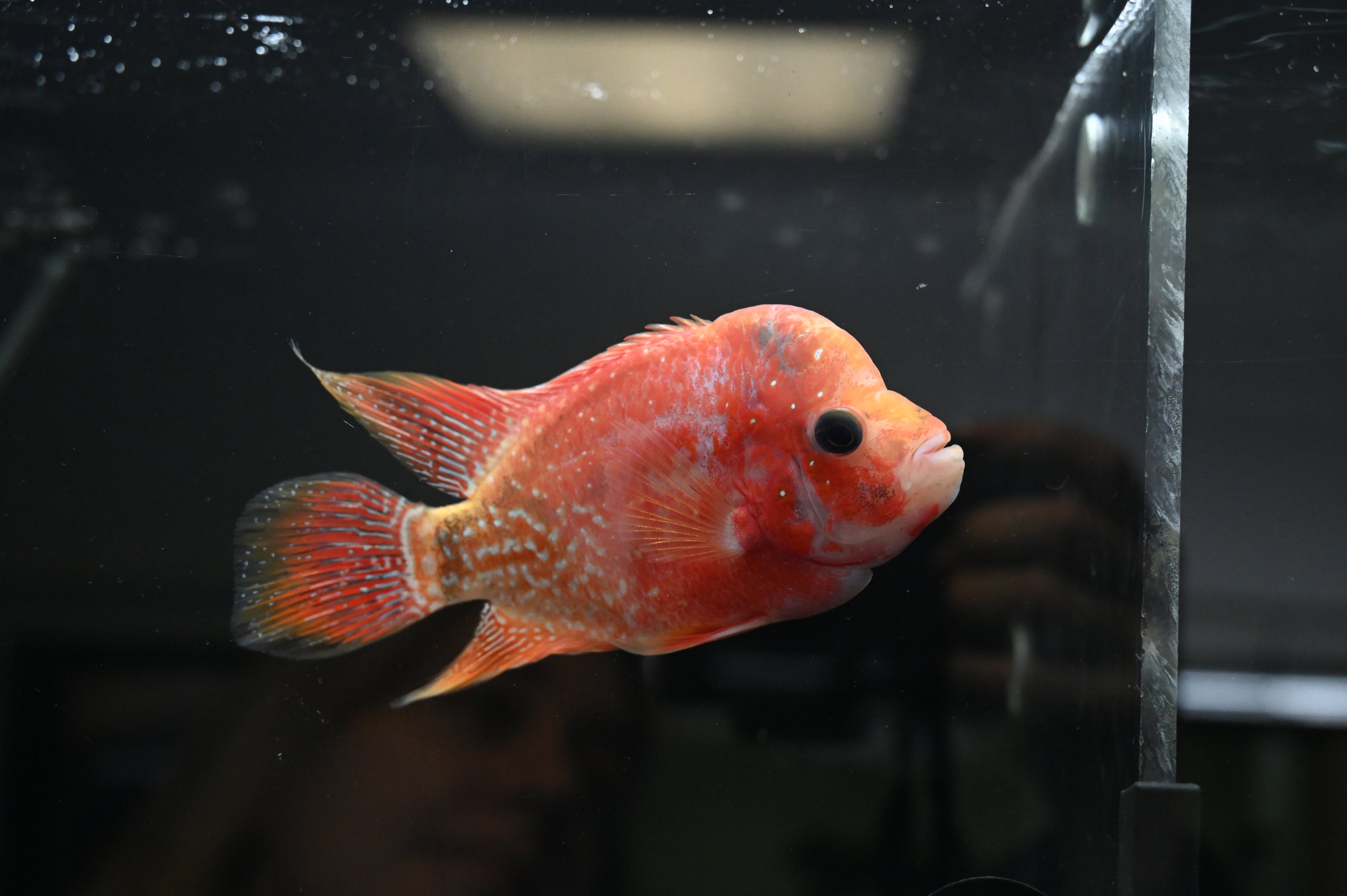 Goldenbase Flowerhorn (4”)