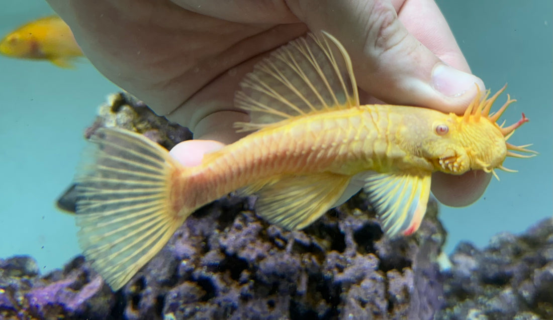 XL Albino Bushynose Pleco (4”)