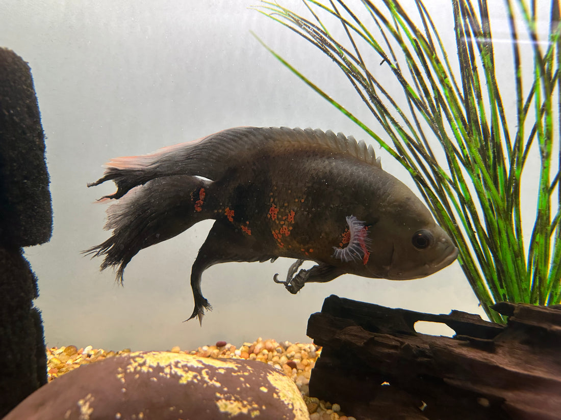 Longfin Oscar (8-9”)