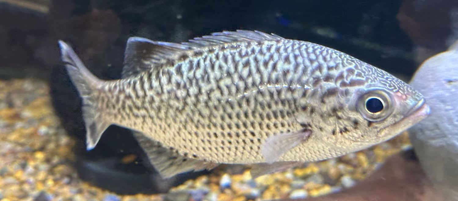 Large Jungle Perch (5.5-6”)
