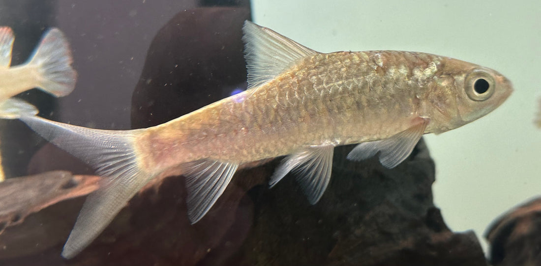 Phoenix Barb (4”)