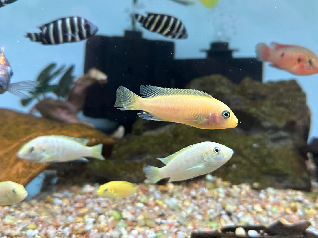 Assorted Mbuna Cichlid (2”+)