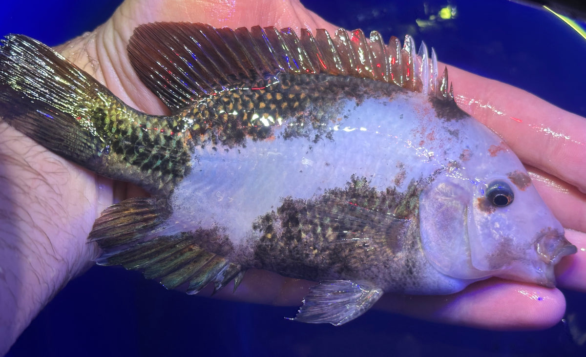 Hybrid Marble Fenestratus Vieja Cichlid (5.5-6”)