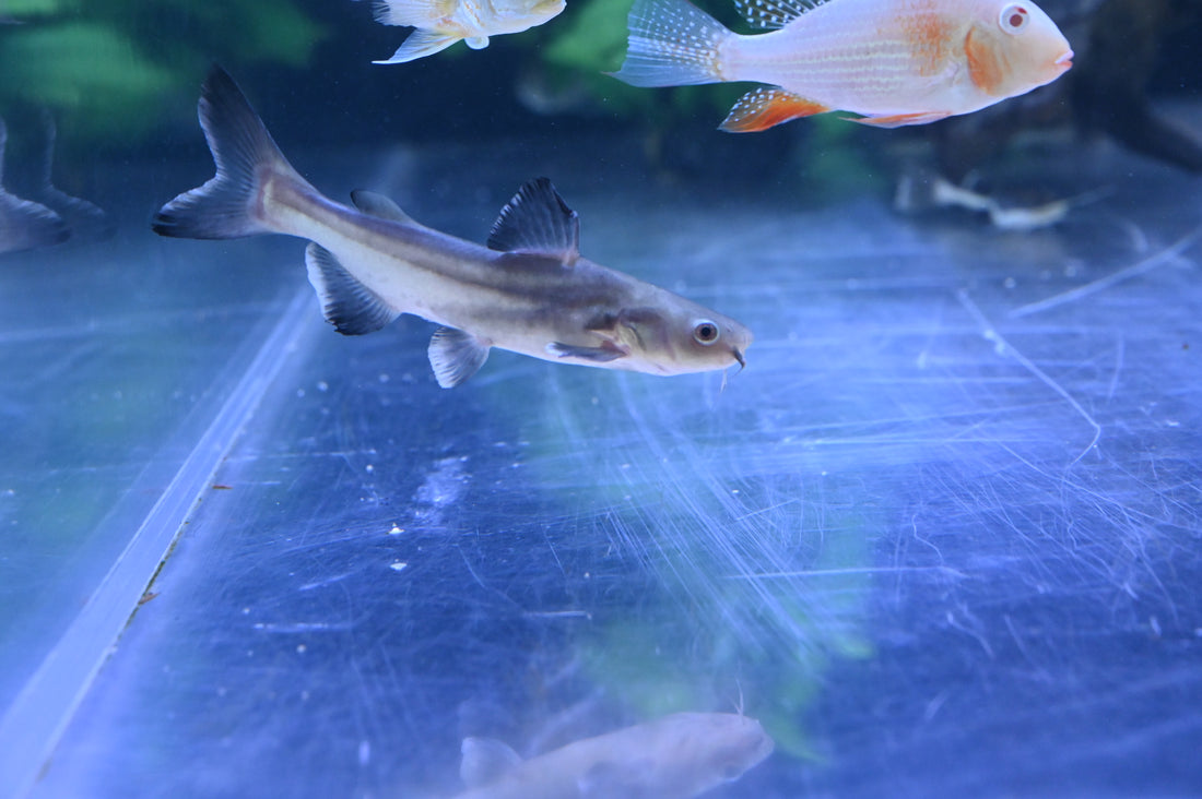 Red Tail Catfish x Black Ear Shark Hybrid (5”)