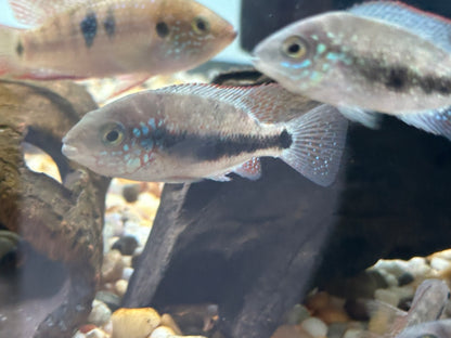 “Chuco micropthalmus” Cichlid (2-2.5”)