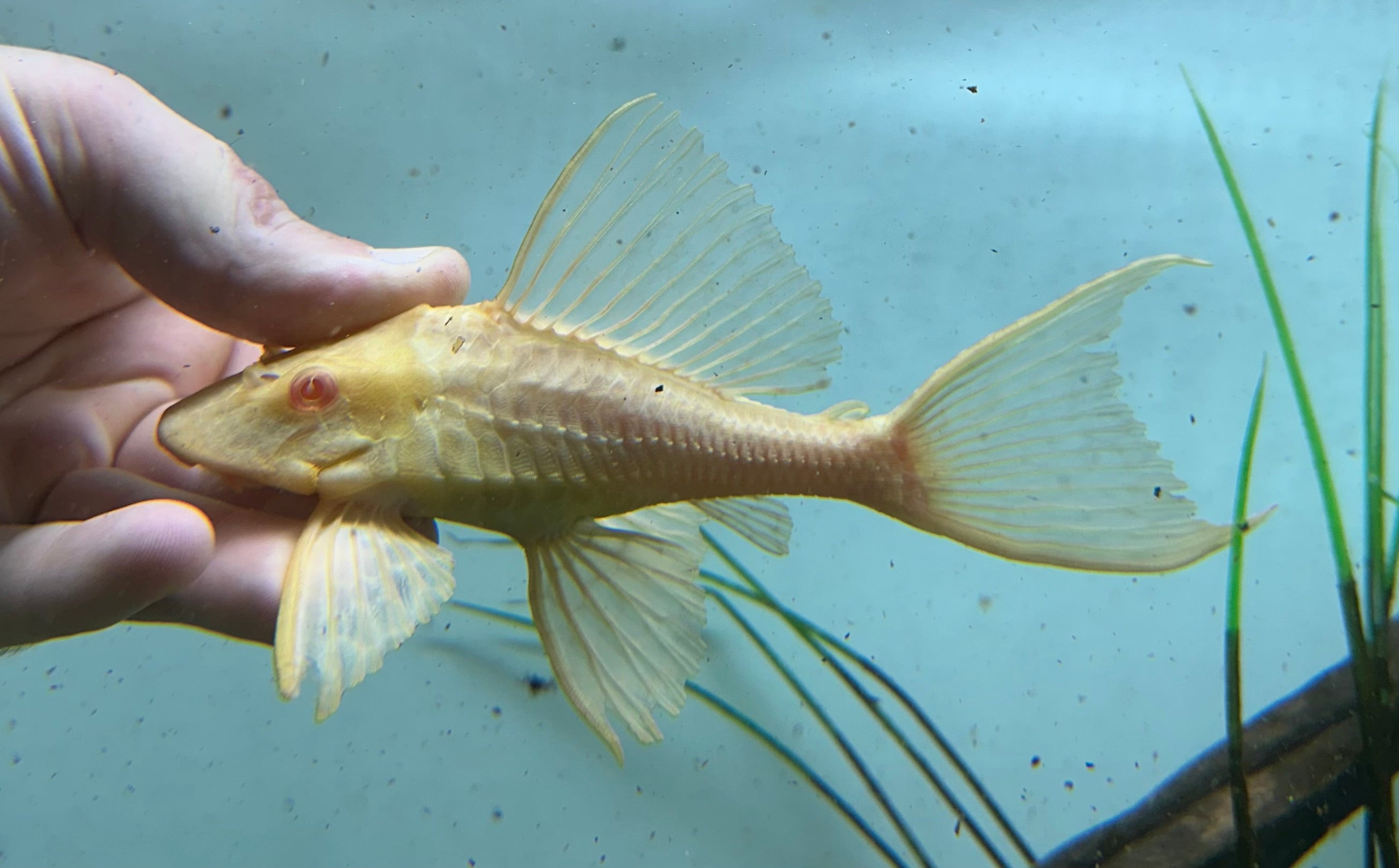 Pleco gibbiceps albino de cuerpo corto (5”+)