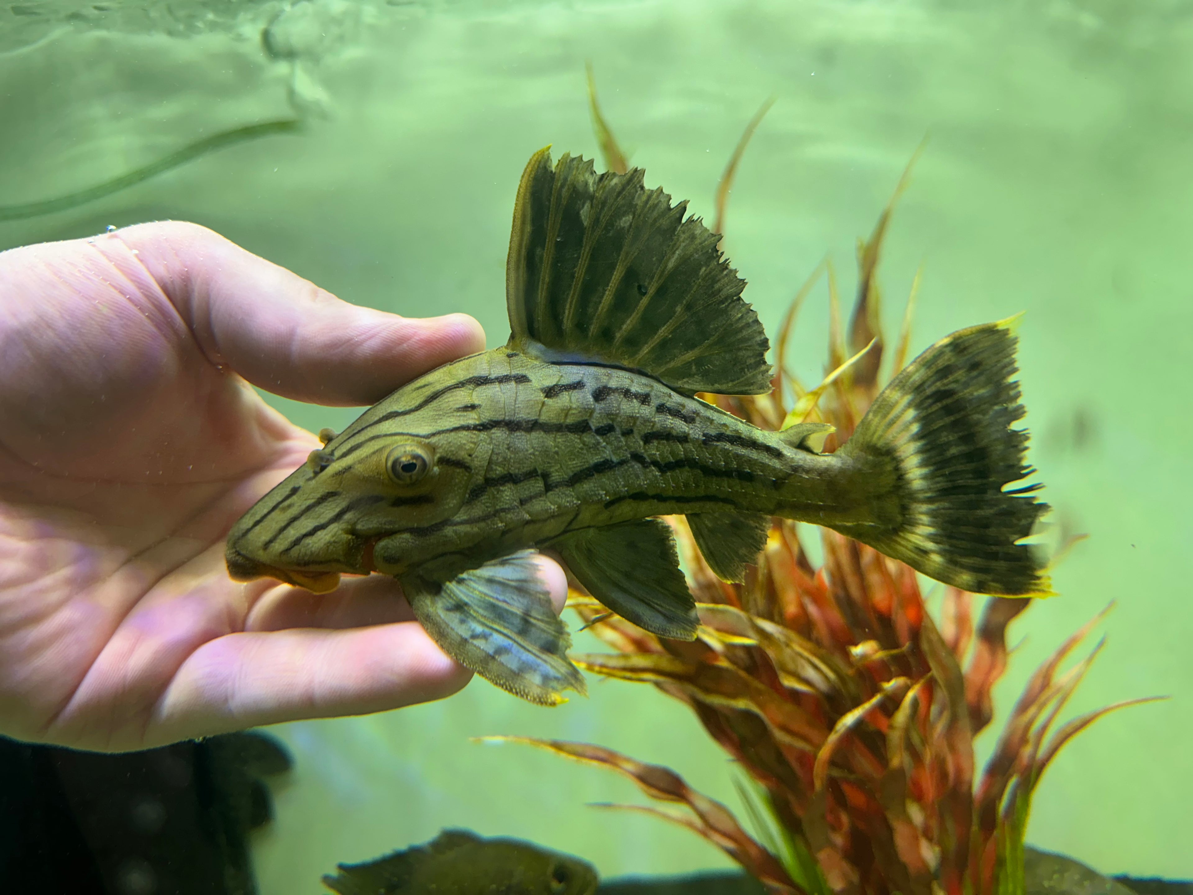 L191 Royal Pleco (6”)