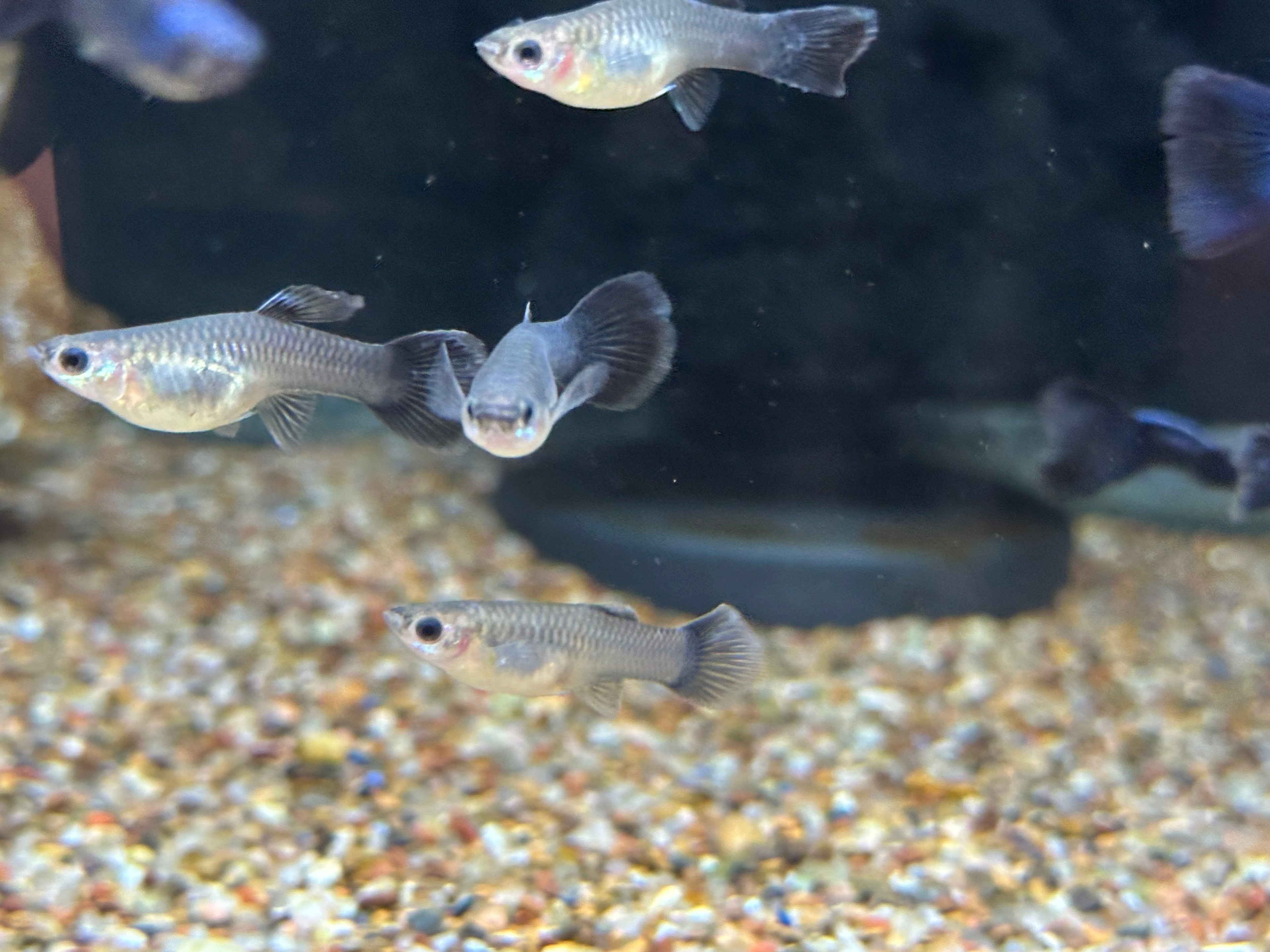 Blue Tazan Guppy Pair (1”)