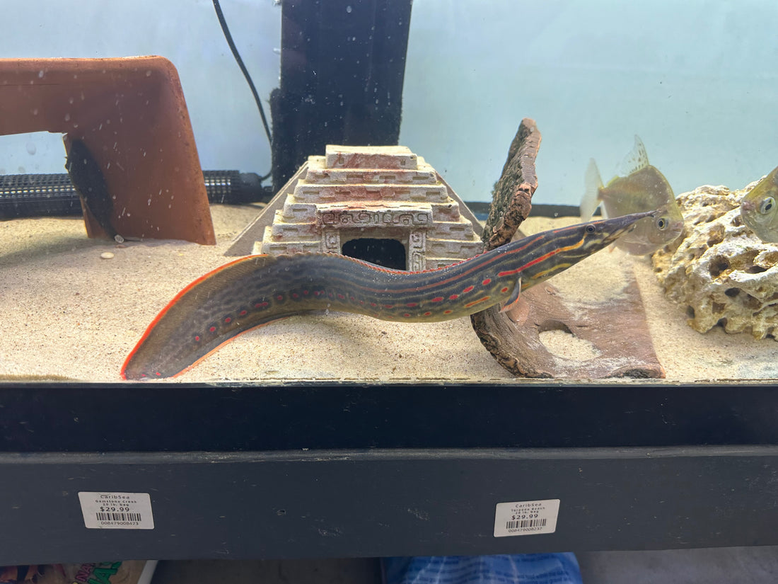 XL Fire Eel (16-18”)
