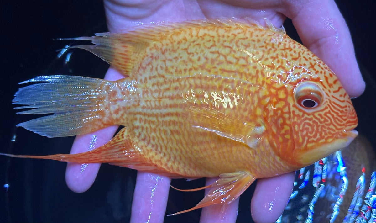 XL Red Severum Cichlid (6-7”)