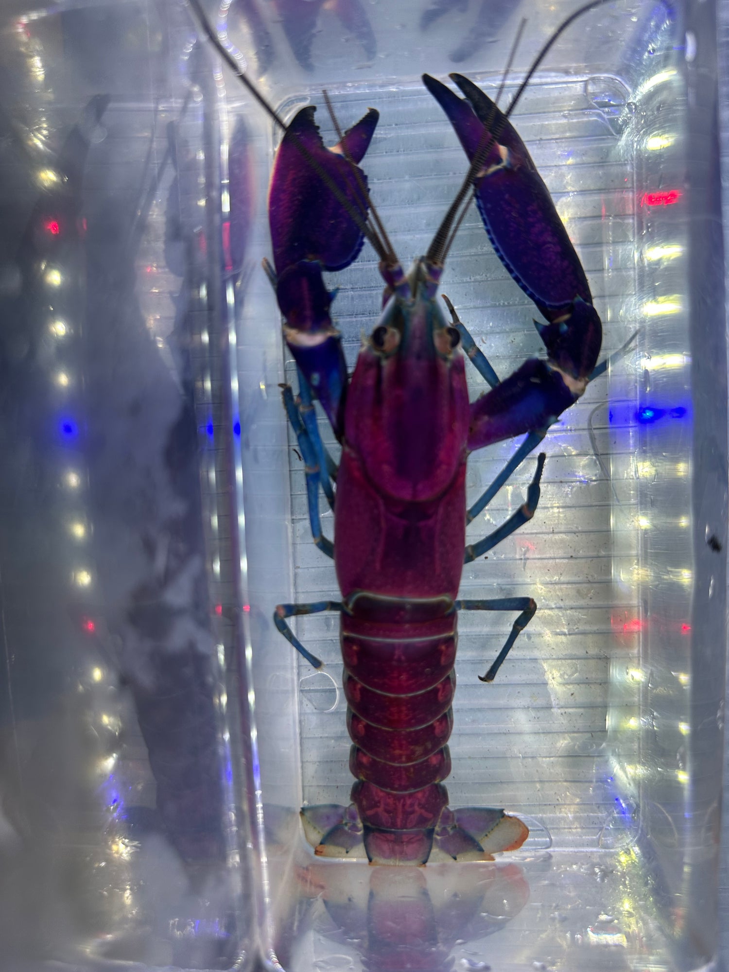 Large Purple Papuan Crayfish Pair (6-7”)