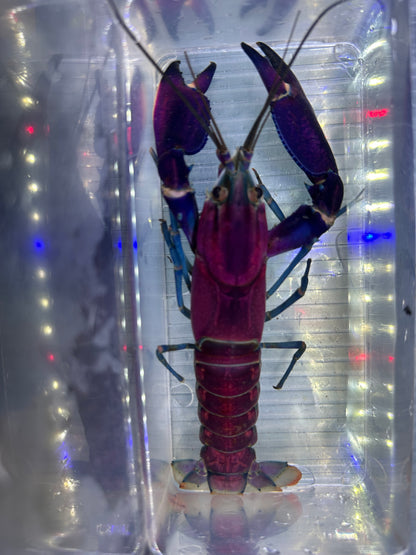 Large Purple Papuan Crayfish Pair (6-7”)
