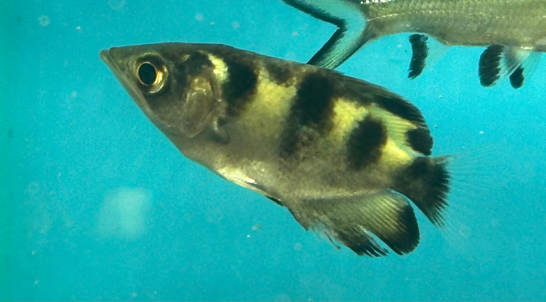 Banded Archerfish (2”)