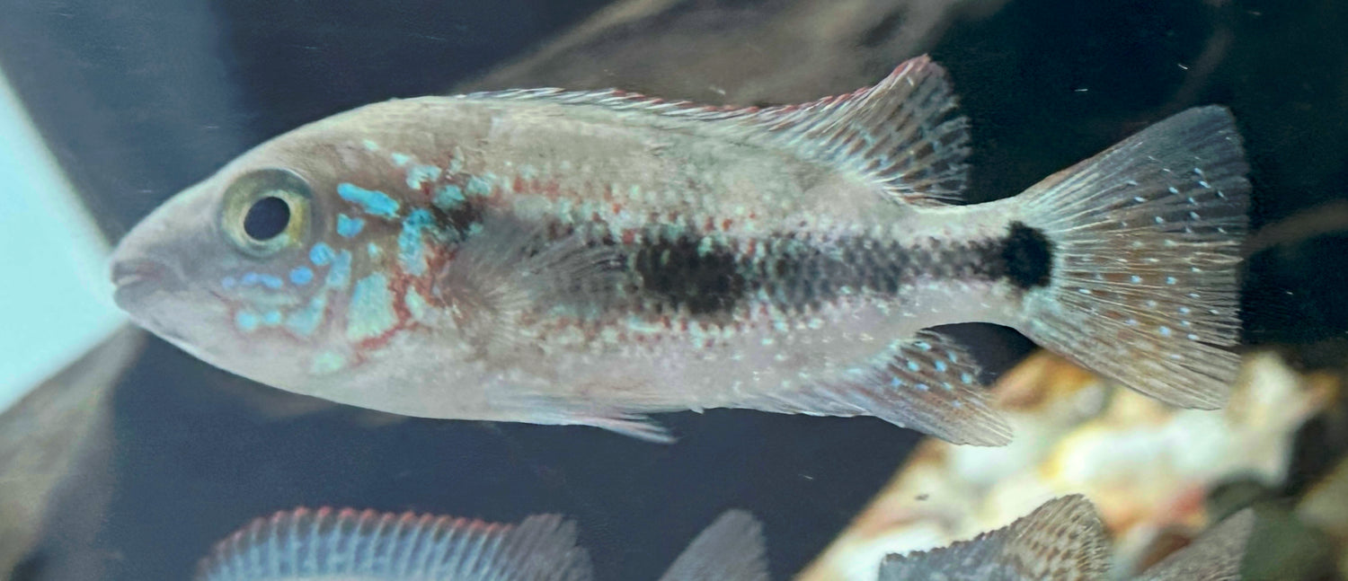 “Chuco micropthalmus” Cichlid (2-2.5”)