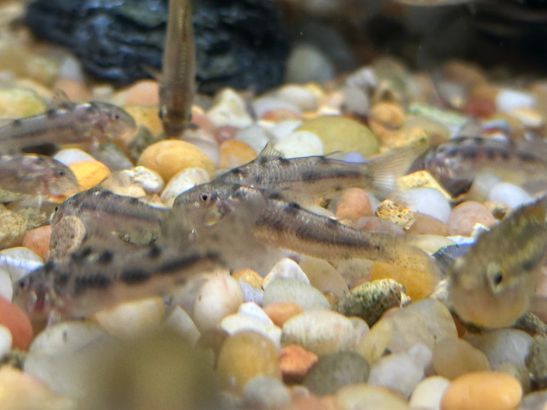 CW125 Aspidoras Catfish (1”)