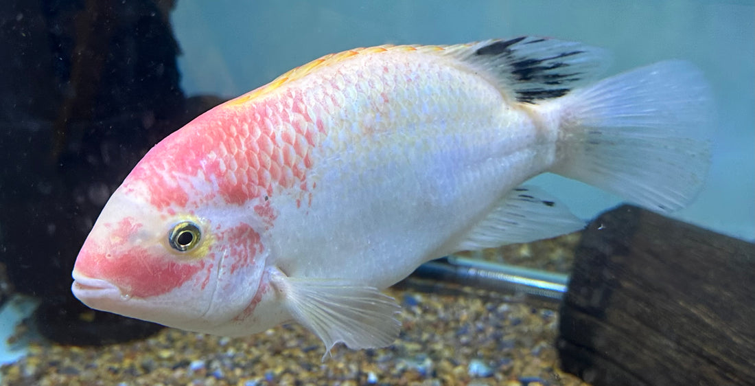 Fenestratus Vieja Cichlid (7.5-8”)