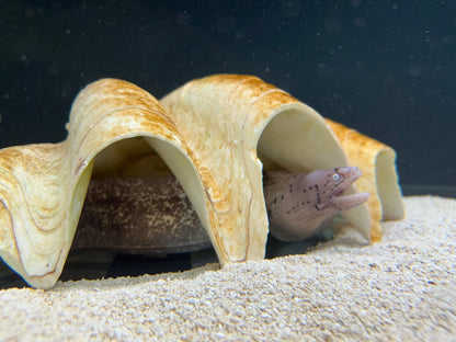 XL Grey Faced/White Eye Moray Eel (24”+)