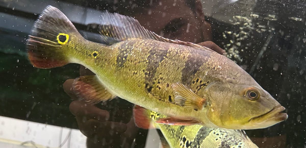 XL Kelberi Peacock Bass (15-16”+)
