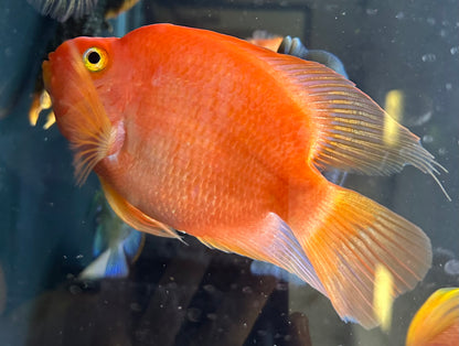 XL Assorted Parrot (5.5-6”)