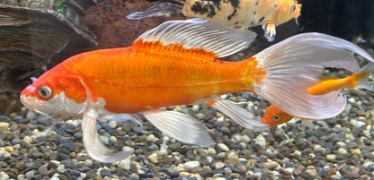 Large Assorted Koi (8-9”)